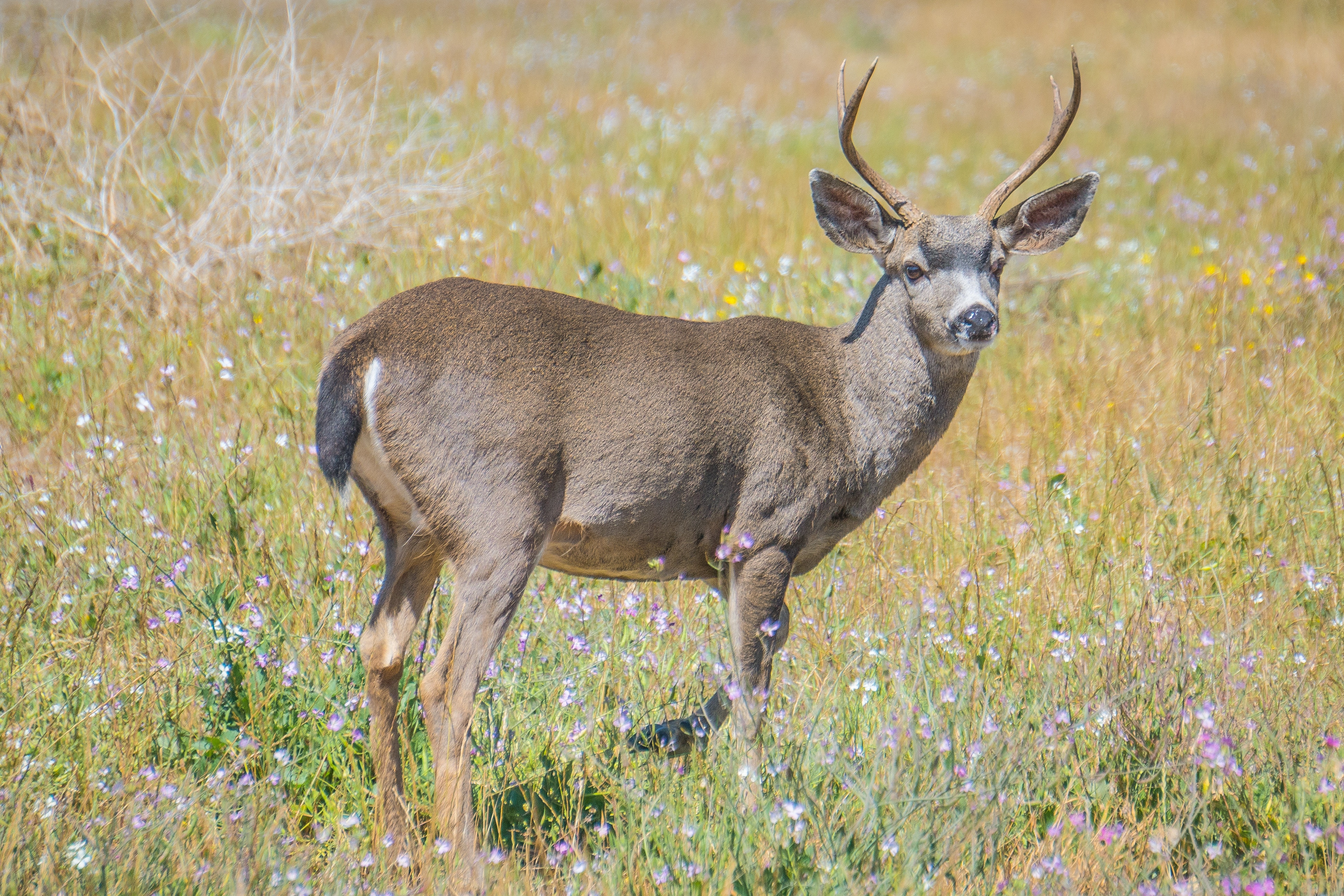blacktail - HuntingSage