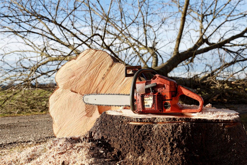 How to Hinge Cut Poplar and Pine Trees HuntingSage