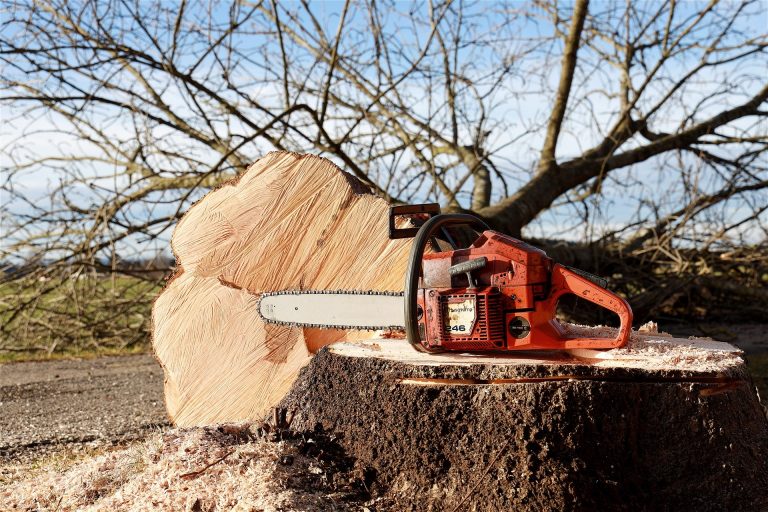 How to Hinge Cut Poplar and Pine Trees HuntingSage