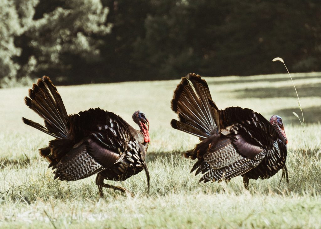 how far will a turkey travel from its roost