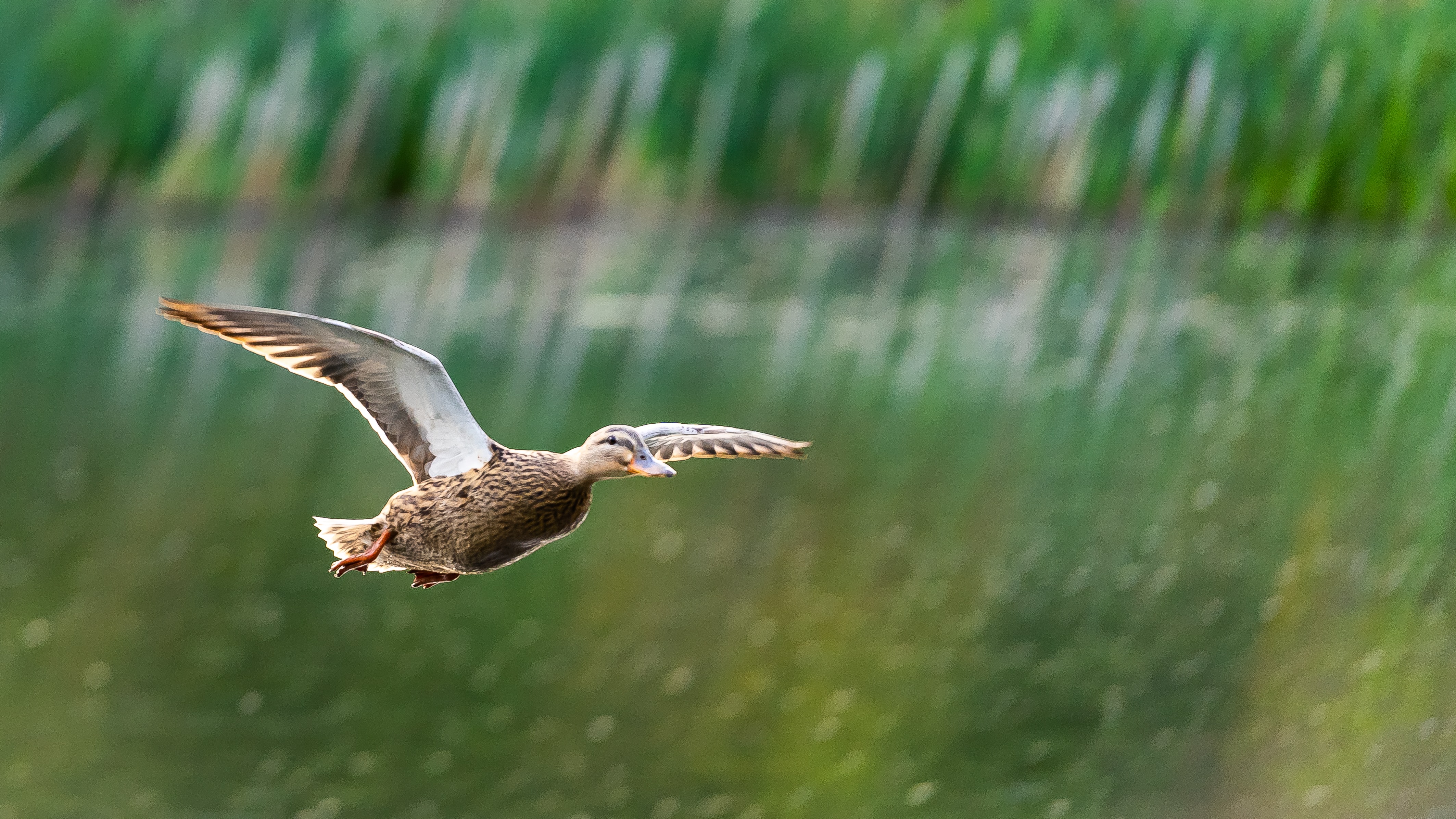 duckfollowthrough HuntingSage