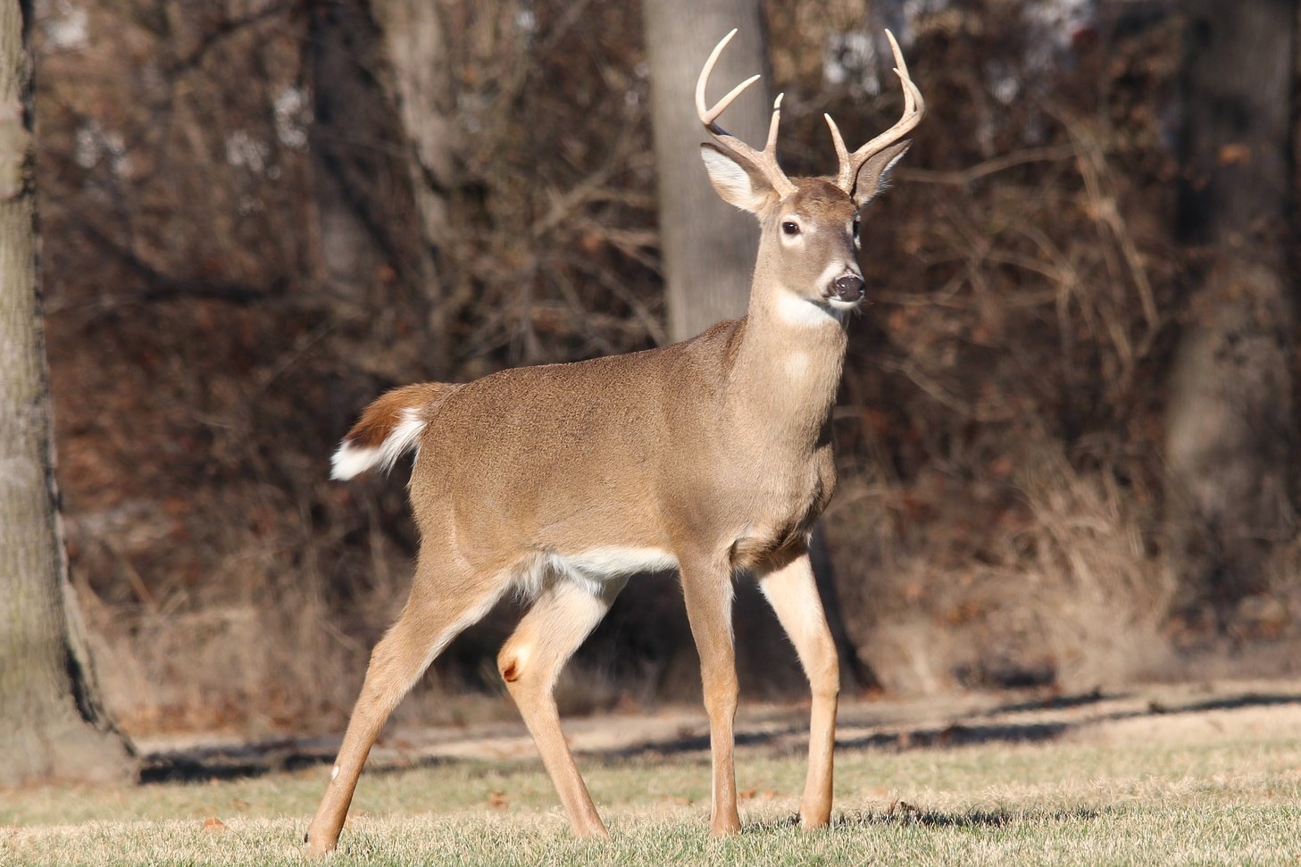 Deer Antlers Fascinating Facts Huntingsage