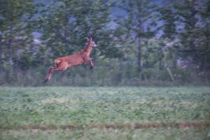 Deer jumping high
