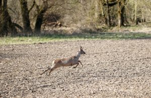 young deer running fast