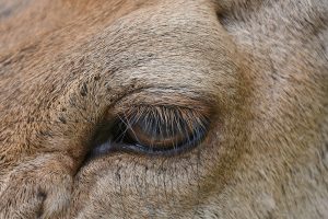 Deer eye