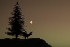 Deer using vision at night