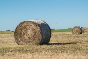 alfalfa rolls are often used to feed deer