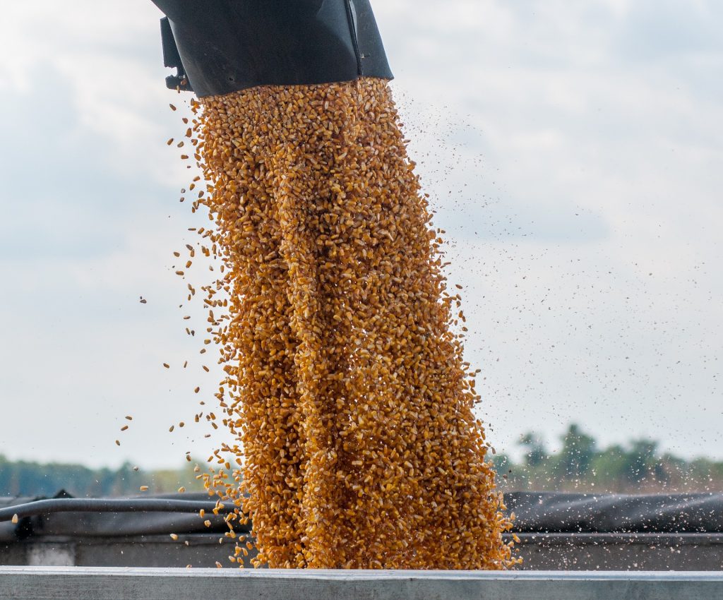 What do deer love to eat? Corn!