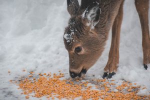 deer eating corn