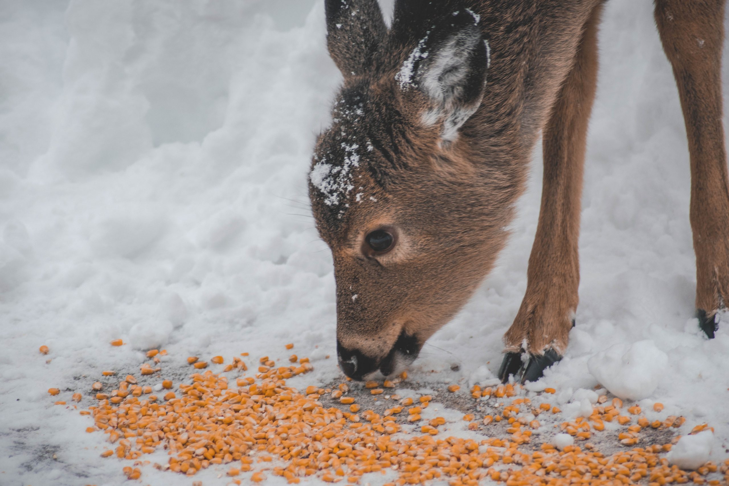what-to-feed-deer-instead-of-corn-huntingsage
