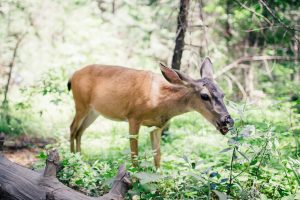 deer eating woody browse