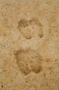 Deer tracks