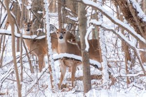 deer looking for food during winter