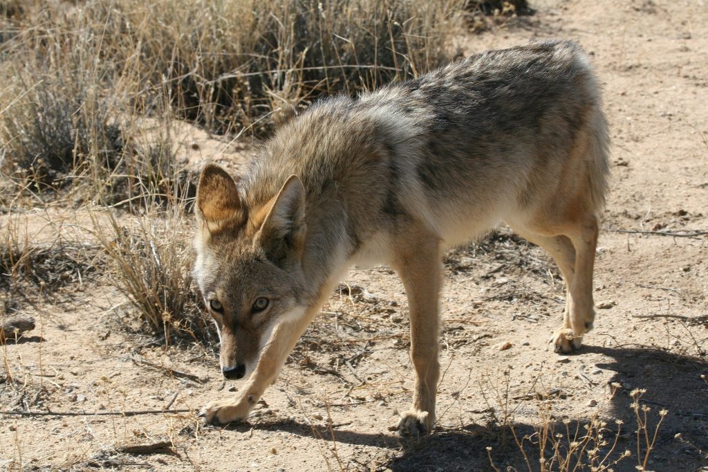 Coyote