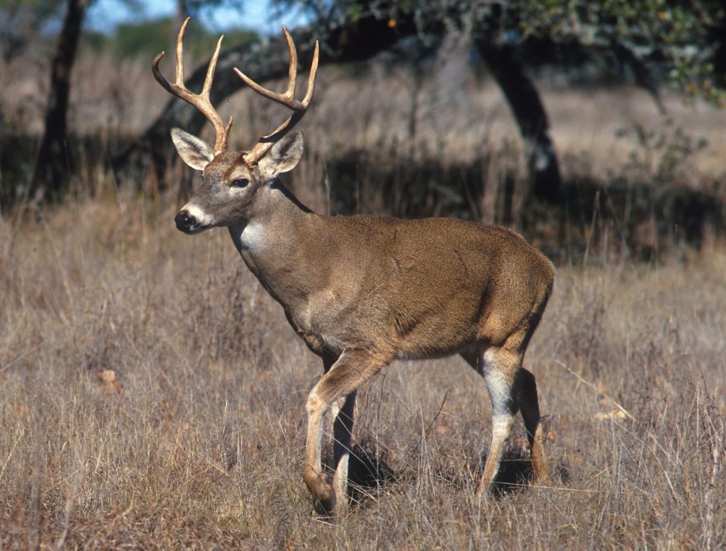 Deer seen while hunting