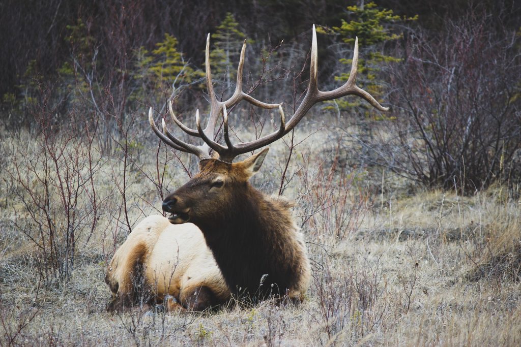 Giant bull elk