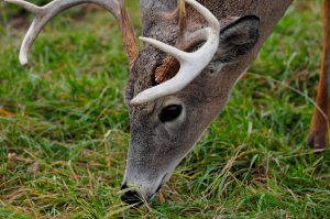 deer eating natural feed