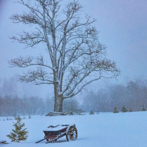 Deer cart in the snow