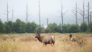 Elk require large game bags