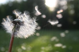 Natures wind checker