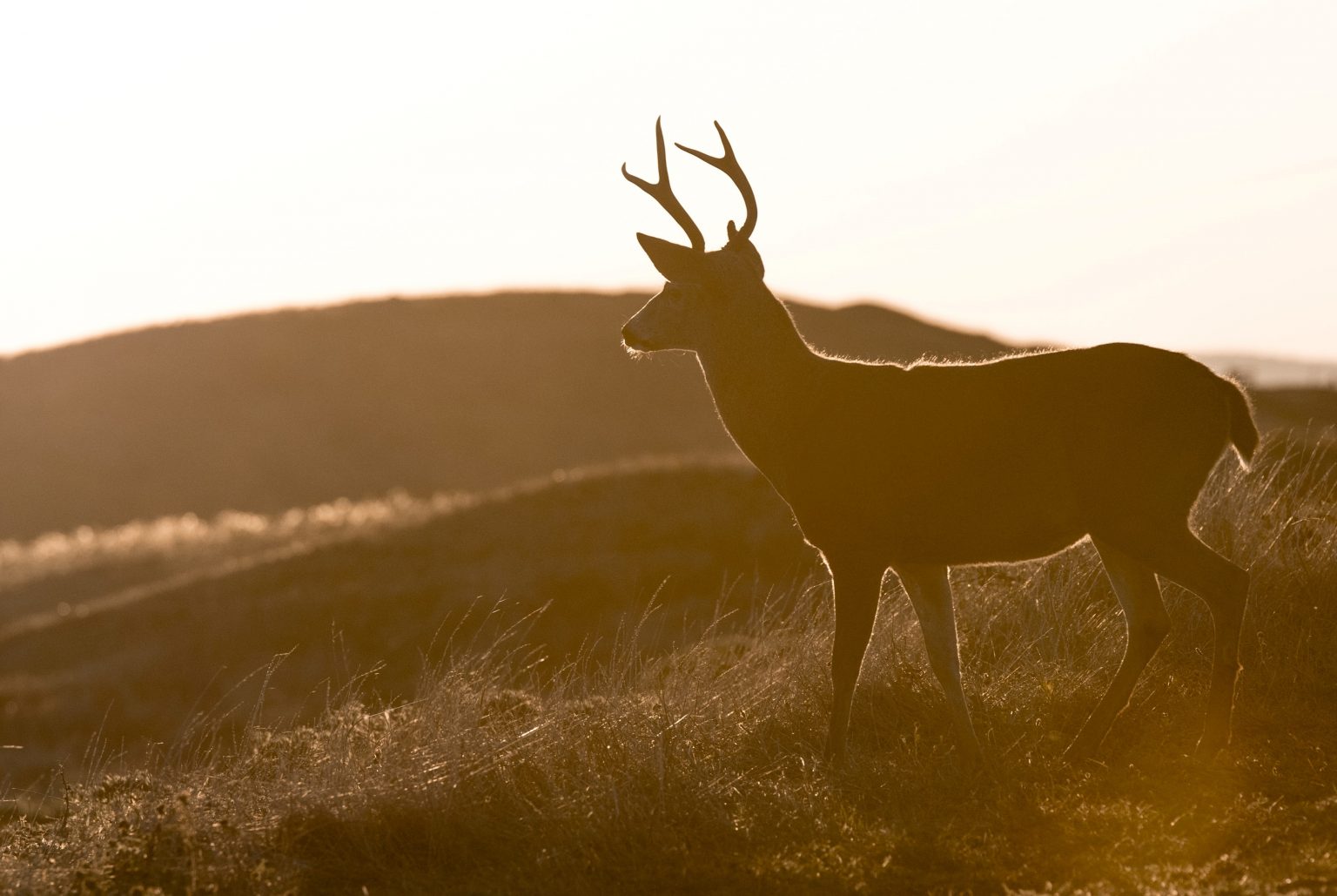 Best Deer Skinning Hoist (2023 Reviews) HuntingSage