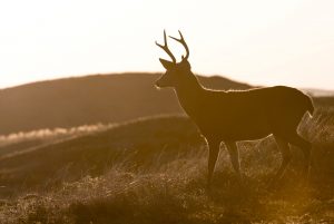 big deer at dusk