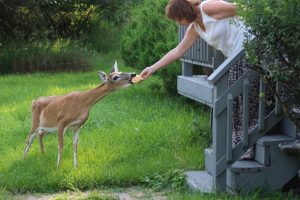 Deer eating bread