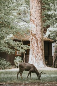 Deer eating in backyard