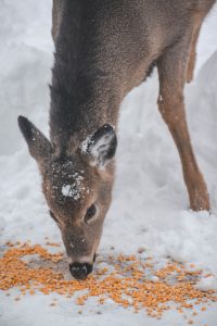 deer eating corn