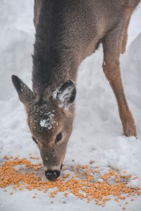 Deer eating corn