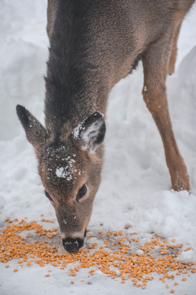What to Feed Deer Instead of Corn HuntingSage
