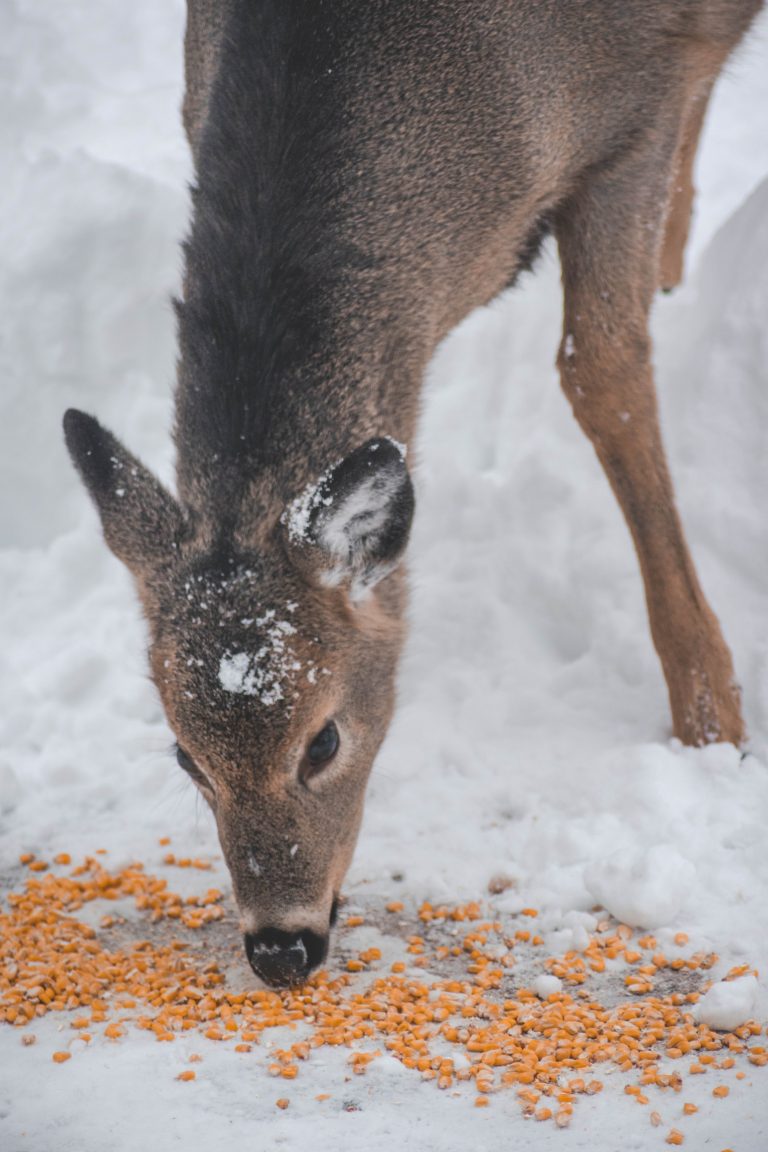 What to Feed Deer Instead of Corn HuntingSage