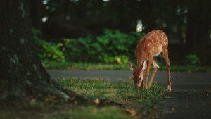 Deer eating in yard