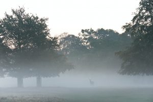 Deer in thick woods