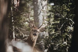 Deer in brush