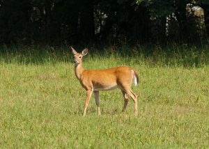 Young deer