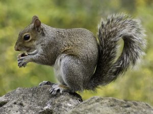 Game shears work great for squirrels