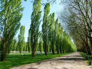 Poplar trees