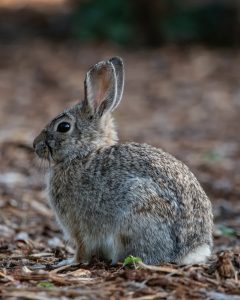 Rabbit seen while lamping