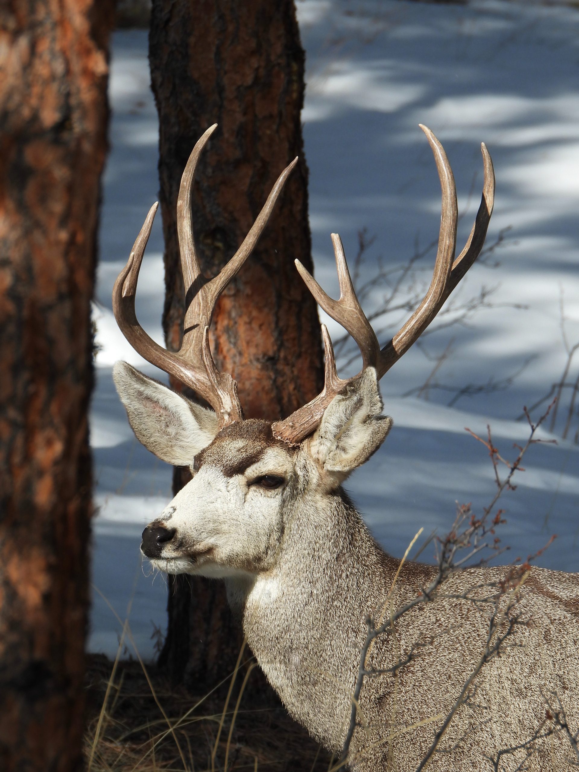 Best Scale for Weighing Deer (2023 Reviews) - HuntingSage