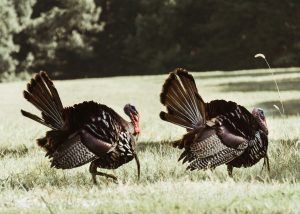 Turkeys traveling