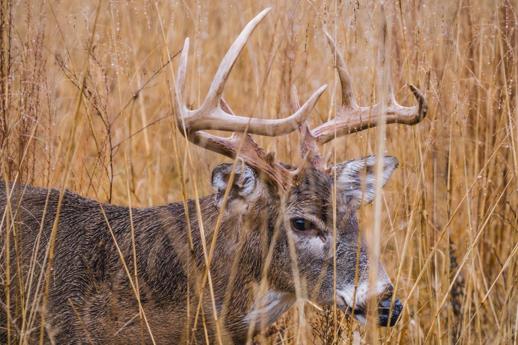 Can You Hunt Deer with a 22? HuntingSage