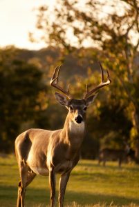 Deer picking up a scent