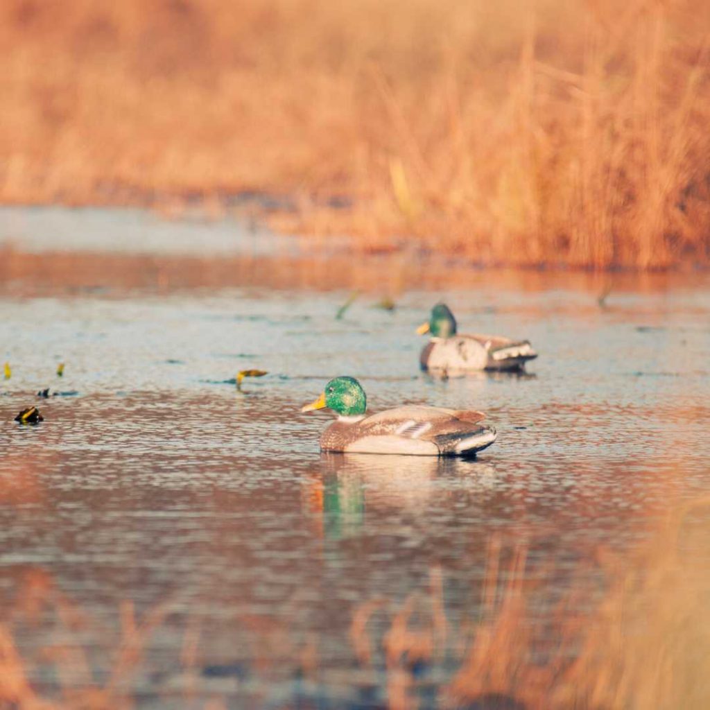 get some good decoy gloves to keep your hands dry when setting decoys
