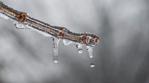 Icicle in cold weather