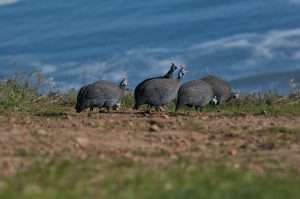 Group of turkeys