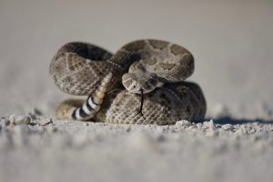 Hunting gaiters can protect against snake bites