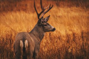 Deer noticing a scent downwind