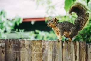 Squirrels can be hunted with a .22