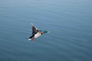 Duck flying